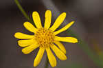 Golden groundsel